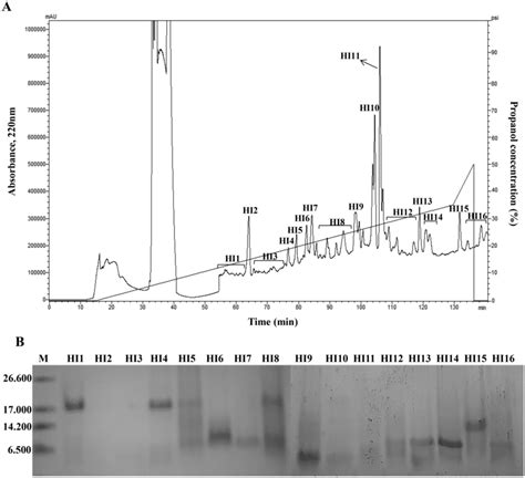 A HPLC reversed-phase C18 column chromatography of the D2 fraction of ...