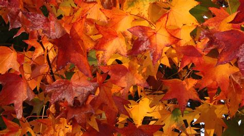 Fall Foliage Wallpapers HD