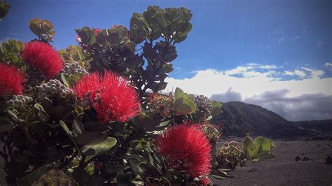 Seeding the future of the ʻōhiʻa tree – University of Hawaiʻi System News