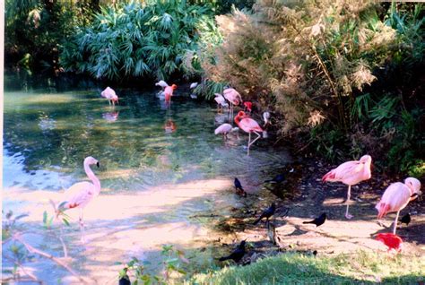 FLAMINGO HABITAT by MOONDOGPROD1 on DeviantArt