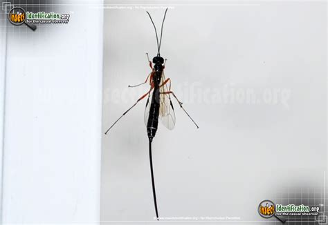 Giant Ichneumon Wasp