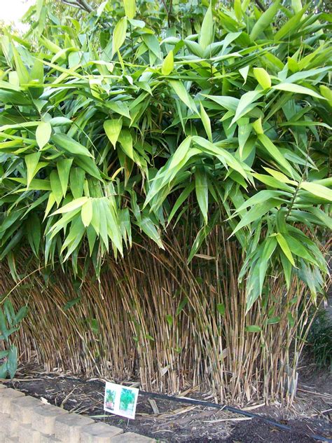 What Is The Shortest Bamboo