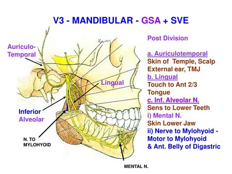 Mandibular Division Of Trigeminal Nerve