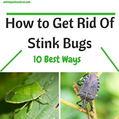 How to Get Rid of Stink Bugs: 10 Best Ways - Online Pest Control