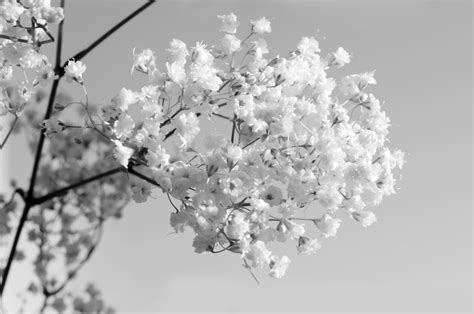 Black And White Flowers Free Stock Photo - Public Domain Pictures