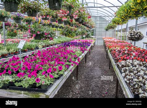 A greenhouse with a large variety of cultivated plants Stock Photo - Alamy