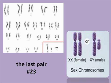 Chromosome number and karyotype