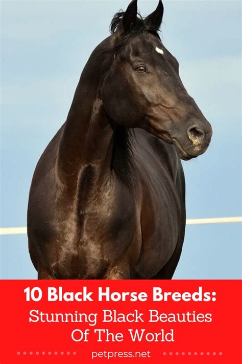 10 Black Horse Breeds: Stunning Black Beauties Of The World