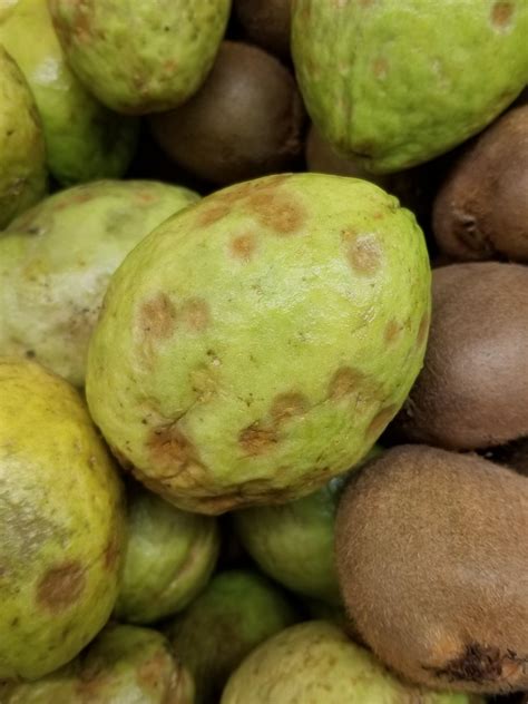 Guava (Psidium guajava): Anthracnose | Scot Nelson | Flickr