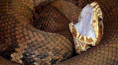 Cottonmouth Snake on the Savannah River | South Carolina Public Radio