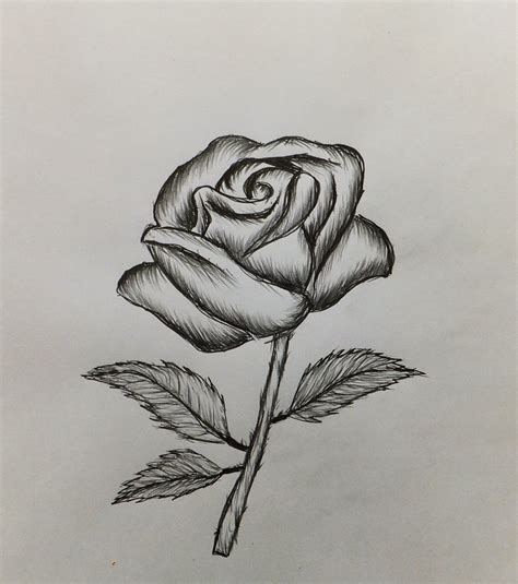 How to draw a Rose-Easy for beginners