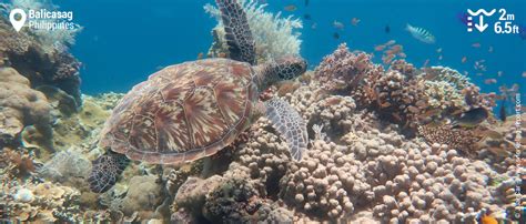 Snorkeling with sea turtles and clownfish in Balicasag Island | Philippines