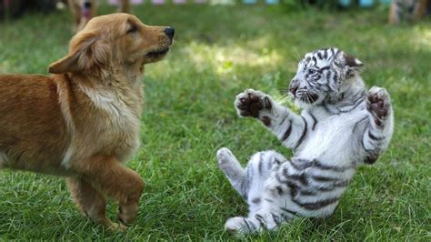 Abandoned tiger and lion cubs frolic with puppies at Beijing zoo - BBC News