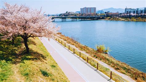 Daegu Cherry Blossoms And Festivals