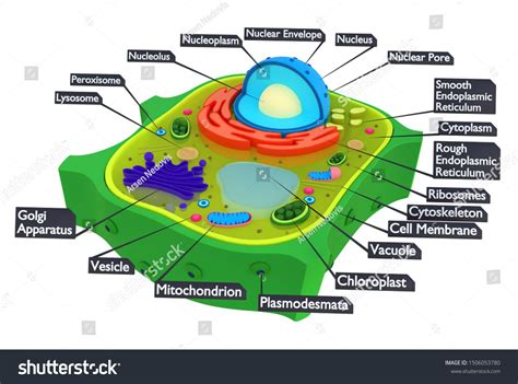 Plant cells are eukaryotic cells present in green plants ...