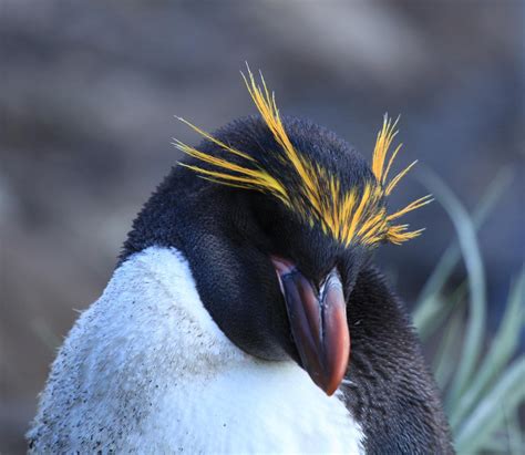 Birds of The World: Penguins (Spheniscidae)