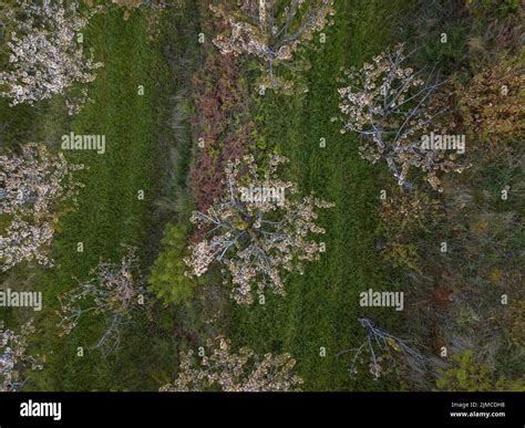 Aerial view over a Cherry blossoms trees, on the spring season in Fundao, Portugal, Europe ...