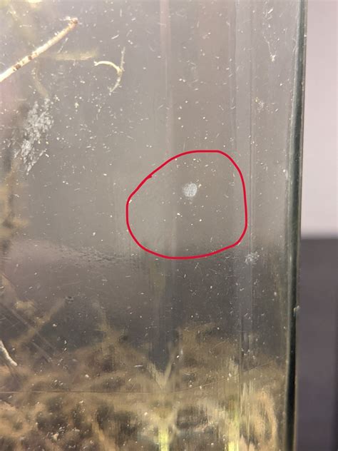 Are these bladder snail eggs? : r/Ecosphere