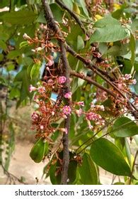 Averrhoa Carambola Flower Compound Flower That Stock Photo 1365915266 | Shutterstock