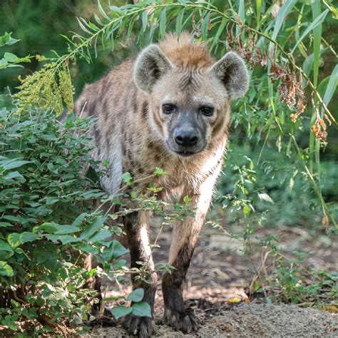 Saint Louis Zoo | Spotted Hyena