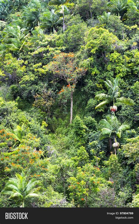 Tropical Foliage Along Image & Photo (Free Trial) | Bigstock