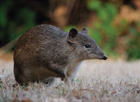 Southern Brown Bandicoot Profile: Traits, Facts, Range, Baby - Mammal Age