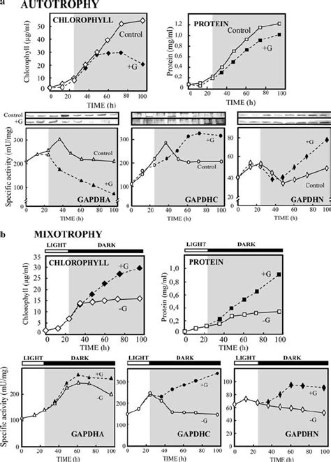 Comparison of GAPDH activity and protein levels during different ...