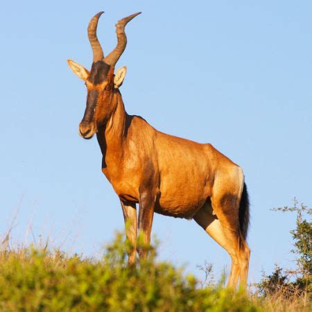 Red Hartebeest | Wildlife Guide