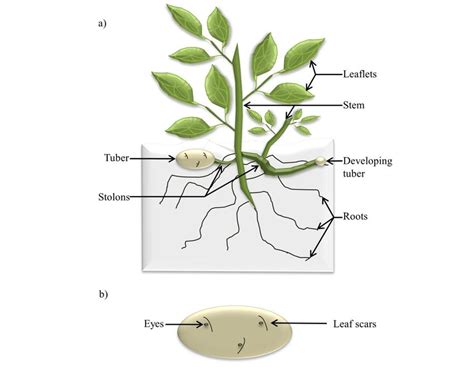 1: Diagram of a potato plant. a) Depiction of the aerial and below... | Download Scientific Diagram