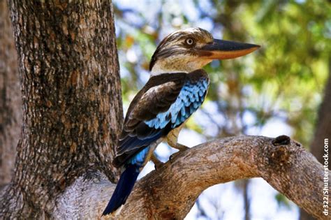 Kookaburra Facts For Kids: Information, Pictures & Video