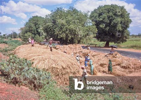 Image of Village life in Tamil Nadu, India, 1980 (photo)