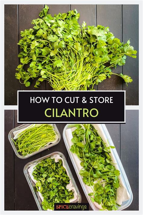 How to Store Cilantro (Buy, Clean, Cut, Use) | Spice Cravings