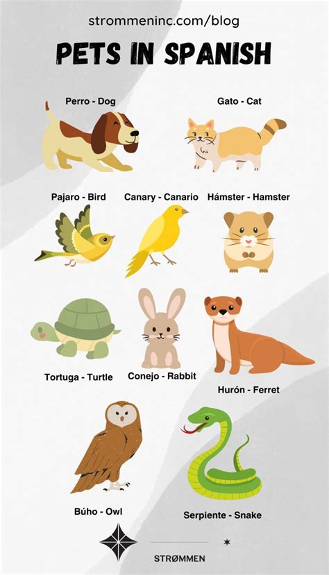 The Ultimate Vocabulary Guide about Pets in Spanish - Strømmen Language Classes