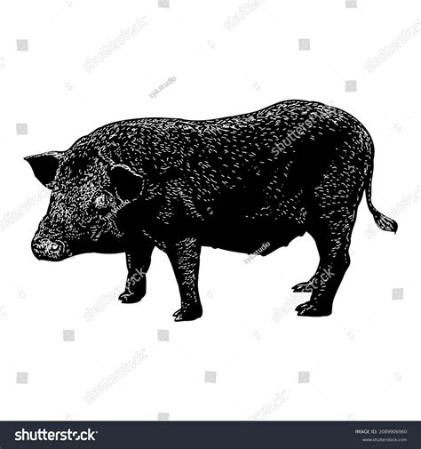 Pig Hand Drawing Vector Illustration Isolated Stock Vector (Royalty ...