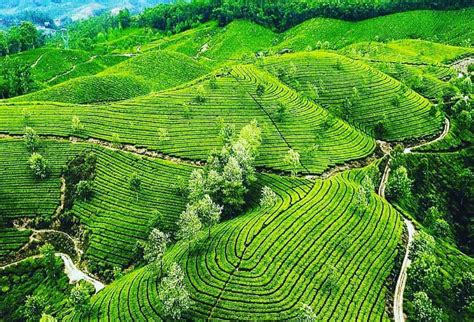 Best Honeymoon Tour Operators in Kerala | Munnar | Kerala Tourism Hub