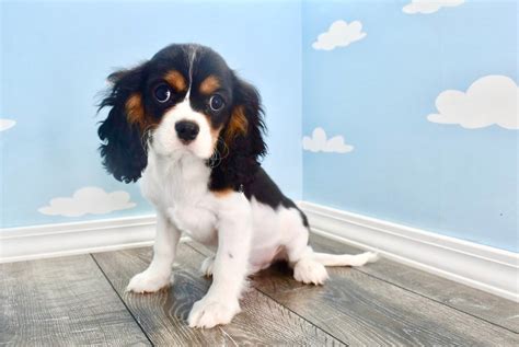 Teacup Cavalier King Charles Spaniel Puppies For Sale - All You Need Infos