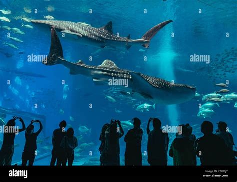 Silhouettes of people and giant whale shark of fantasy underwater in Okinawa Churaumi Aquarium ...