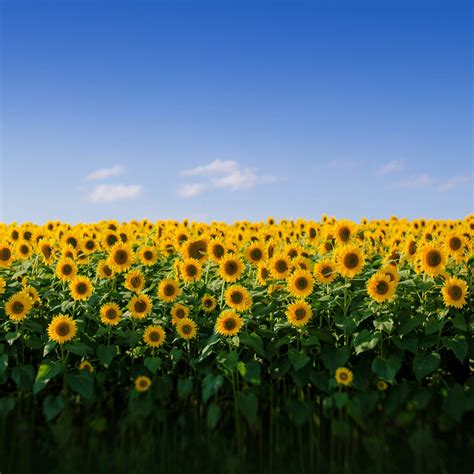 Sunflower Field Wallpapers - Wallpaper Cave