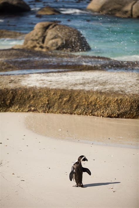 Penguins at Boulders Beach