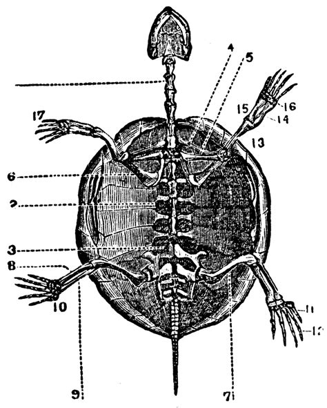 Skeleton of a Tortoise | ClipArt ETC