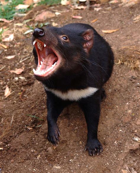 Do newly discovered mating habits of female Tasmanian devils help or ...