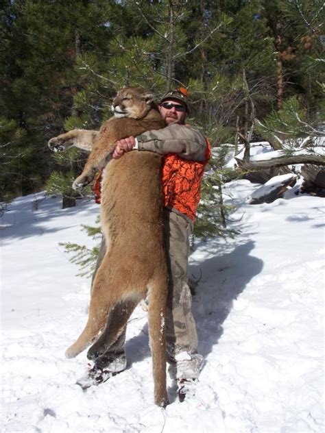 Montana Cougar Hunting - Mountain Lion Snowmobile Hunts in MT