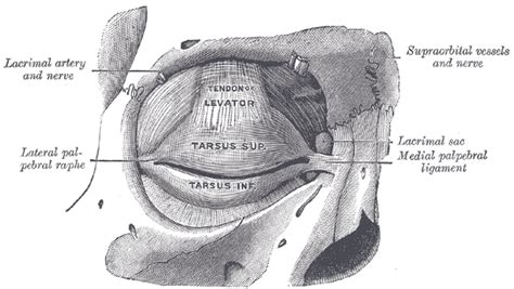 Superior tarsal muscle - wikidoc