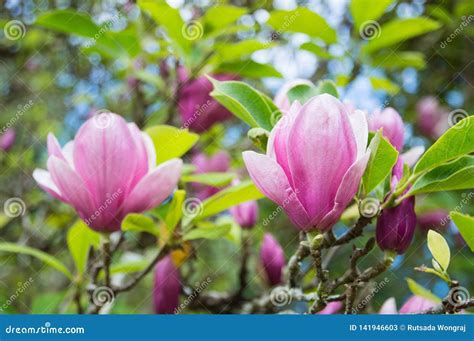 Pink Magnolia Flowers in the Garden Stock Image - Image of blooming ...