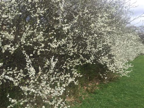 Bournville: bullace tree blossom | Bournville: bullace tree … | Flickr