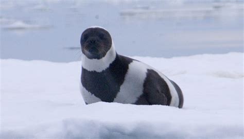 Extremely Rare Ribbon Seal With Four Gorgeous Bands Is the ‘Most ...