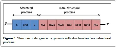 Structure Of Dengue Virus