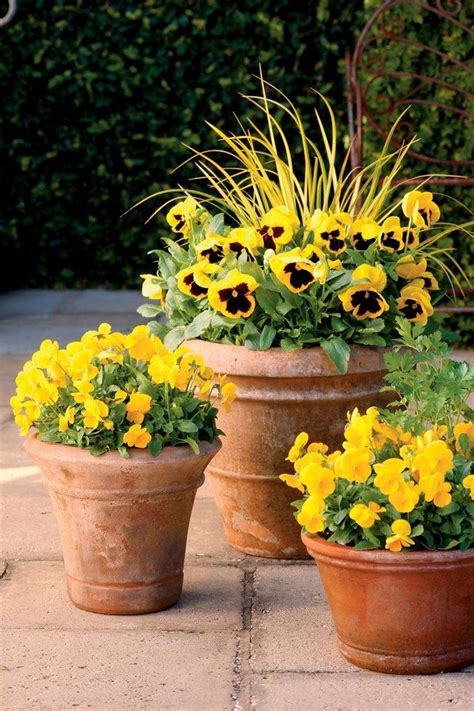 25 Flowers That Thrive In Full Sun | Container garden design, Fall container gardens, Container ...