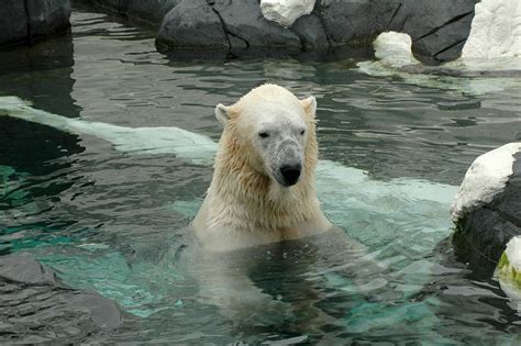 Polar Bear San Diego Zoo · Free photo on Pixabay