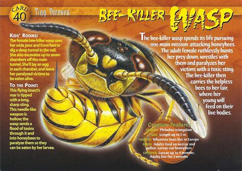 Bee-Killer Wasp | Wierd N'wild Creatures Wiki | FANDOM powered by Wikia